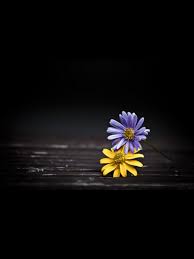 Enviado Flowers Black Background Purple Flowers Wallpaper Beautiful Flowers Pictures