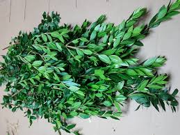 Cascade gardens, florist & nursery proudly serves bend and surrounding areas. Myrtle Greenery 4 Bunches Toronto Bulk Flowers
