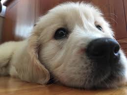 The mini golden retriever is a cross of the golden retriever & a cocker spaniel, poodle, or cavalier. Itap Of My Friend S Golden Retriever Back When She Was A Puppy Itookapicture