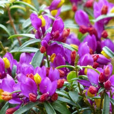 Una pianta rampicante sempreverde con bellissimo fogliame e che produce fiori color. Hebe Veronica Viridea