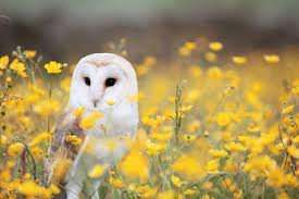 55 Stunning Wildlife And Animal Wallpapers For All Animal Lovers Inspirationfeed Cute Animals Wallpaper Animal Wallpaper Animals