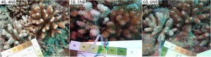 Great barrier reef coloring page free download. Frontiers Coral Bleaching Phenotypes Associated With Differential Abundances Of Nucleocytoplasmic Large Dna Viruses Marine Science