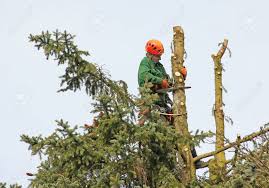 Wann + wie > wann schneiden? Holzfaller In Der Tanne Oben Schneiden Einen Baum Lizenzfreie Fotos Bilder Und Stock Fotografie Image 26931581