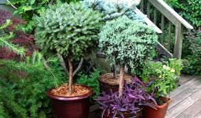 Grasses, shrubs, and elephant ears are some of the best it's not just about tall grasses and shrubs! Creating Privacy In Your Backyard 7 Outdoor Privacy Solutions To Try Now
