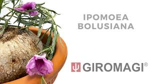 Image result for Ipomoea bolusiana