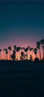 Home » phone wallpapers » apple iphone 11 pro max wallpapers. Palm Trees During Sunset Iphone X Wallpapers Free Download