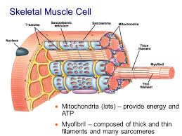 Image Result For Skeletal Muscle Cells Diagram With Mitochondria Cell Diagram Muscle Skeletal Muscle