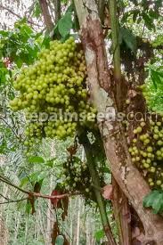 Image result for Ampelocissus