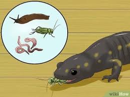Lizards like spaces where they have a lot of room to hide. How To Catch A Salamander 13 Steps With Pictures Wikihow