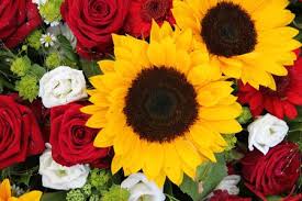 Ver más ideas sobre boda de girasol, decoraciones girasol boda, cosas de boda. Arreglo Floral Con Girasoles Pequenos Y Rosas Rojas Fotos Retratos Imagenes Y Fotografia De Archivo Libres De Derecho Image 7069065