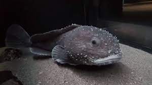 When hauled to the surface, however, blobfish encounter a rapid pressure drop, and the anatomy that works so well at great depths suddenly turns on them, expanding and falling into a gooey mess. What Does A Blobfish Look Like In Its Natural Environment Snopes Com