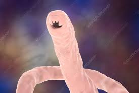 Image result for Hookworm