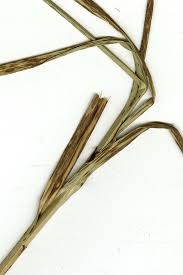 Image result for Bolboschoenus glaucus