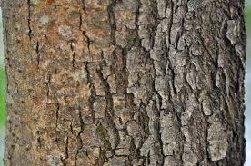 Image result for Canthium inerme