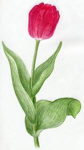 How To Draw Flowers Easily Great drawing ideas and easy drawing. how to draw flowers easily