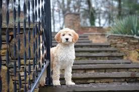 Labradoodle puppies make you healthier. Mini Labradoodle Puppies