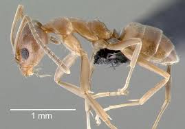 Pin On Insects In The News