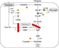 Image result for Hereditary Fructose Intolerance