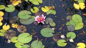 Are lily pads good for ponds? Pond Surface With Blooming Water Stock Footage Video 100 Royalty Free 1011703994 Shutterstock