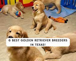 Hunting and active family golden retriever puppies. 6 Best Golden Retriever Breeders In Texas 2021 We Love Doodles