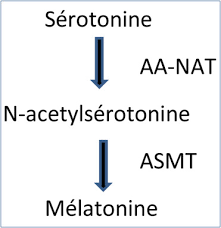 A moins que ce dernier n'ait été enlevé lors d'une circoncision. Melatonine Aspects Biochimiques Physiologiques Et Pharmacologiques En Relation Avec Les Phenomenes Rythmiques Et Le Sommeil Sciencedirect