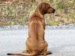 Image result for rhodéský ridgeback