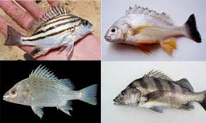 Penangkapannya memerlukan lesen bagi memastikan ia tidak terancam oleh tangkapan melampau. Jenis Jenis Ikan Dalam Keluarga Gegerut Umpan