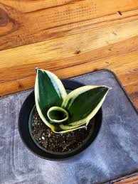 Image result for Sansevieria