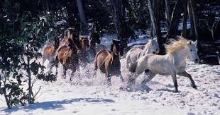 Pin By Leandros Panayiotou On Animals In 2020 Brumby Horse Horses Snowy Mountains