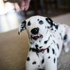 It took this Dalmatian three years to learn to smile so please appreciate  it | Mashable