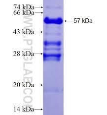 On 2 may 2018, the commission submitted legislative proposals for a new mff for the. Mff Fusion Protein Ag9990 Proteintech