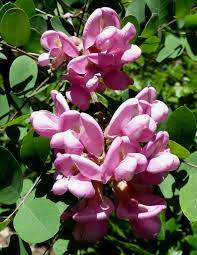 Image result for Lotononis laxa