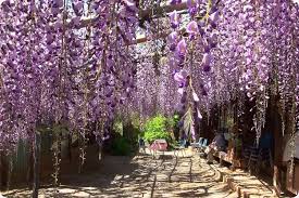 Image result for Bolusanthus