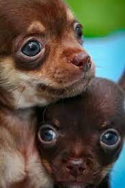Chihuahua Dogs Chihuahua Dogs Chihuahua Puppies Chihuahua