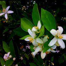 Orange Blossoms Orange Blossom Ground Cover Blossom