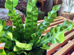 日陰にはこの植物 アスプレニウム エメラルドウェーブ Shinterior Tokyo シンテリア ドット トーキョー