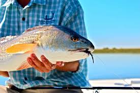 Image result for good time toads, plenty of fish in the seas