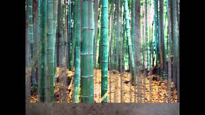 Image result for Oreobambos