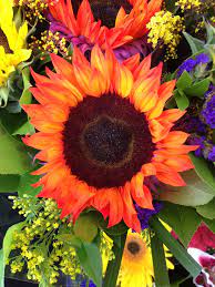 Most Beautiful Sunflower I Ve Ever Seen Love The Different Colors Within The Flower Flower Close Up Beautiful Flowers Sunflower Pictures