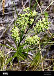 Image result for Xysmalobium