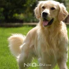 golden retriever cinsi kopek bakimi ve ozellikleri
