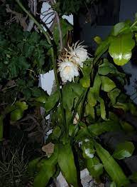 Epiphyllum orchid white & yellow cactus unrooted 20cm+ cutting. Queen Of The Night Orchid Cactus Epiphyllum Oxypetalum Orchid Cactus Night Blooming Flowers Blooming Orchid