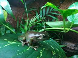 Four to five inches long. White S Tree Frog Care Sheet Our Reptile Forum