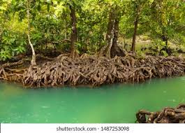 Image result for Rhizophoraceae