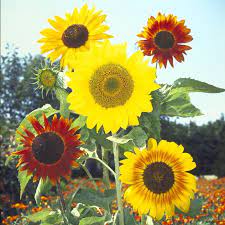 Sunflower Seeds Formula Mix Flower Seeds In Packets Bulk Eden Brothers Flower Seeds Wild Sunflower Types Of Sunflowers