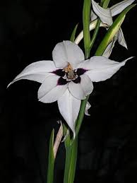Image result for Gladiolus microspicatus