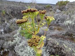 Image result for Afrosciadium rhodesicum