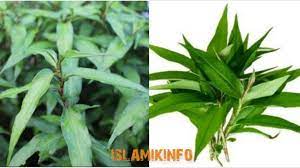 Antara nya awet muda, gout, stamina dan banyak lagi. Khasiat Daun Kesum Yang Tidak Pernah Anda Ketahui Berita Steady