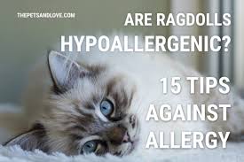 Those kittens are some of the cutest fluffy kittens ever! Are Ragdoll Cats Hypoallergenic 15 Tips Against Allergy