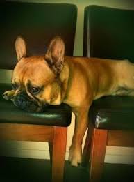 We are world wide known successful akc french bulldog breeders. Purebred Akc French Bulldog Stud Looking For Ladies For Sale In Portland Oregon Classified Americanlisted Com